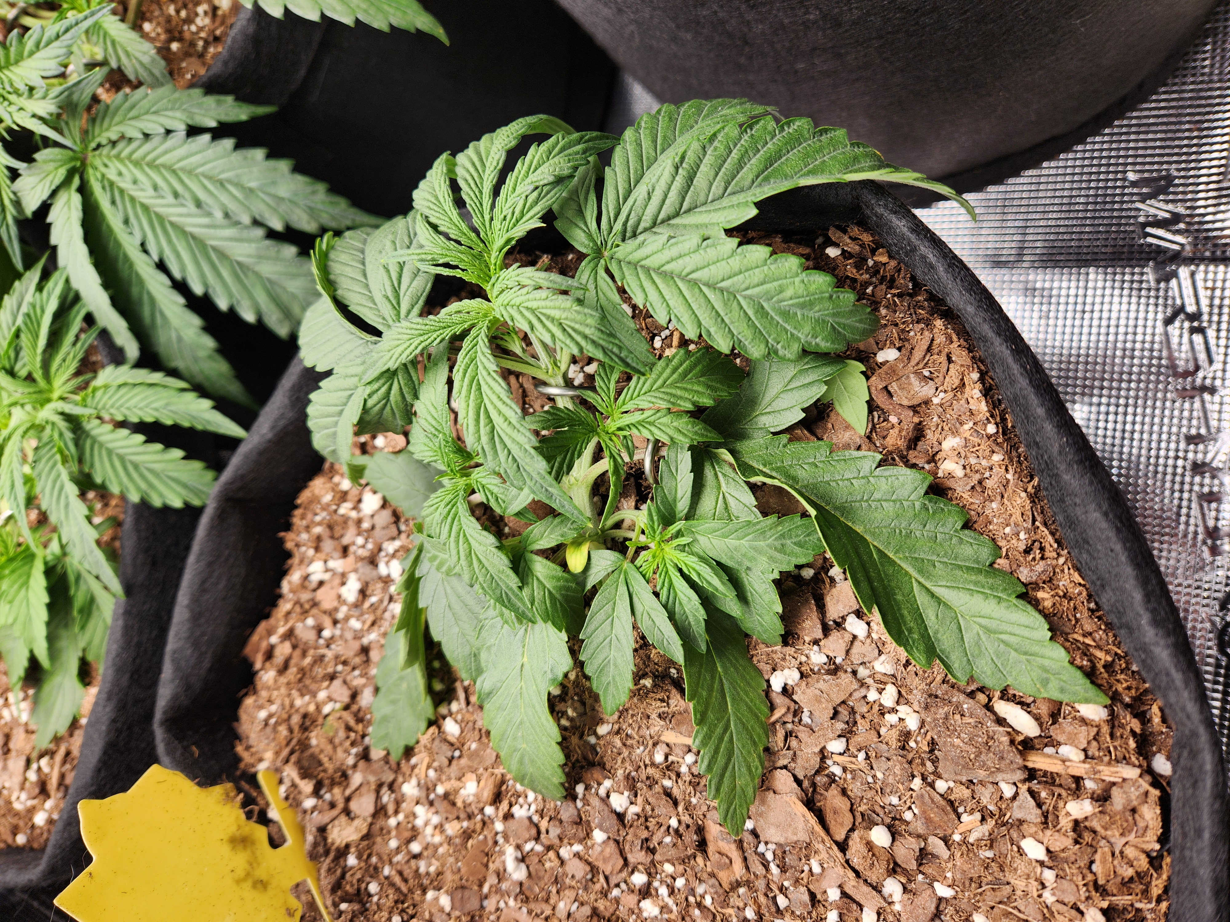 Autoflower grow. my first grow β vegetative, day 21