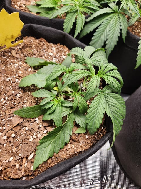 Autoflower grow. my first grow — vegetative, day 21