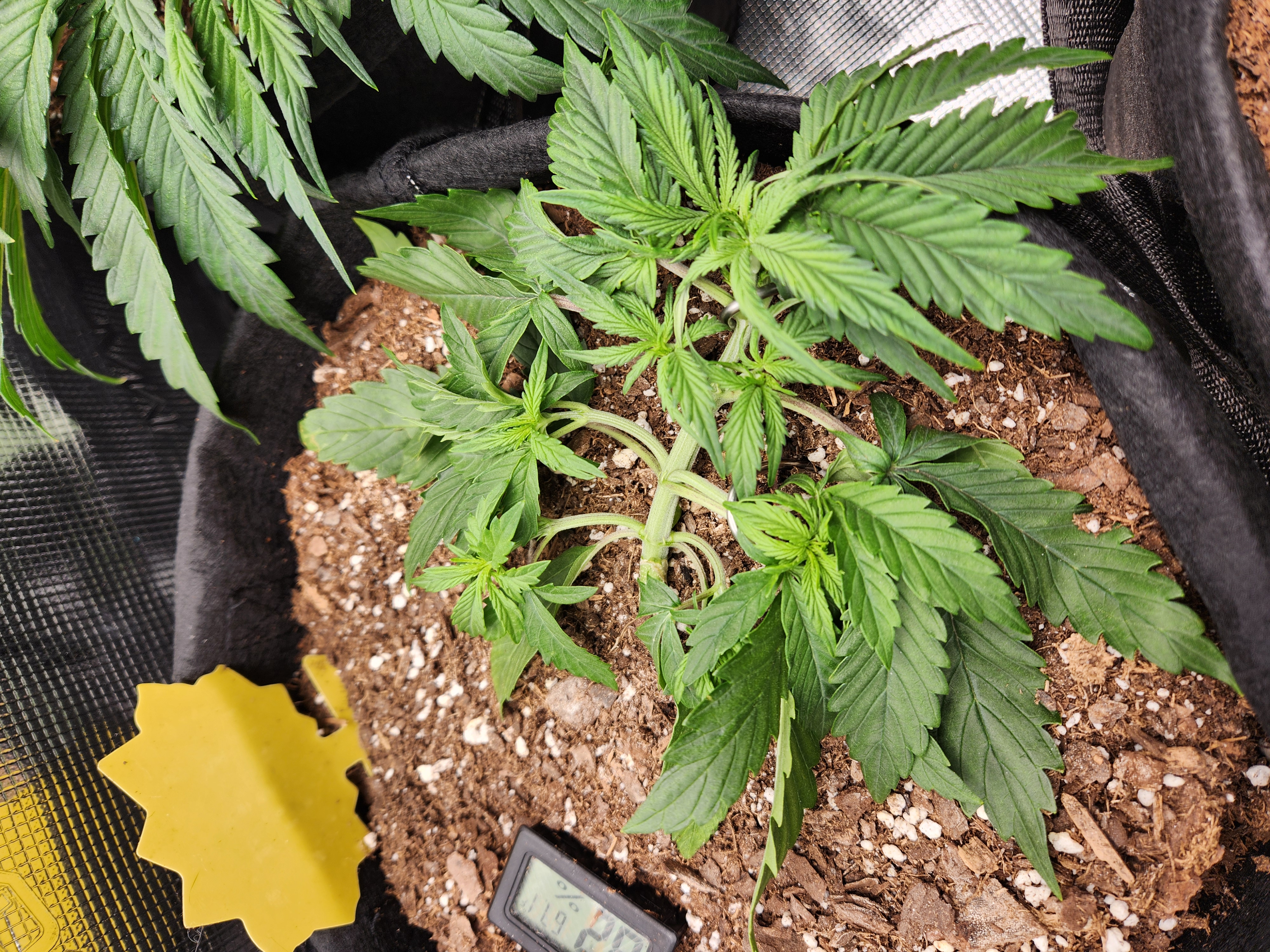 Autoflower grow. my first grow β vegetative, day 21