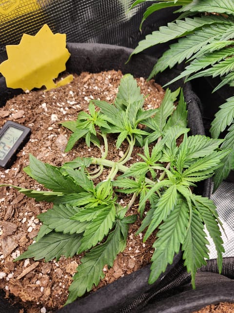 Autoflower grow. my first grow — vegetative, day 21