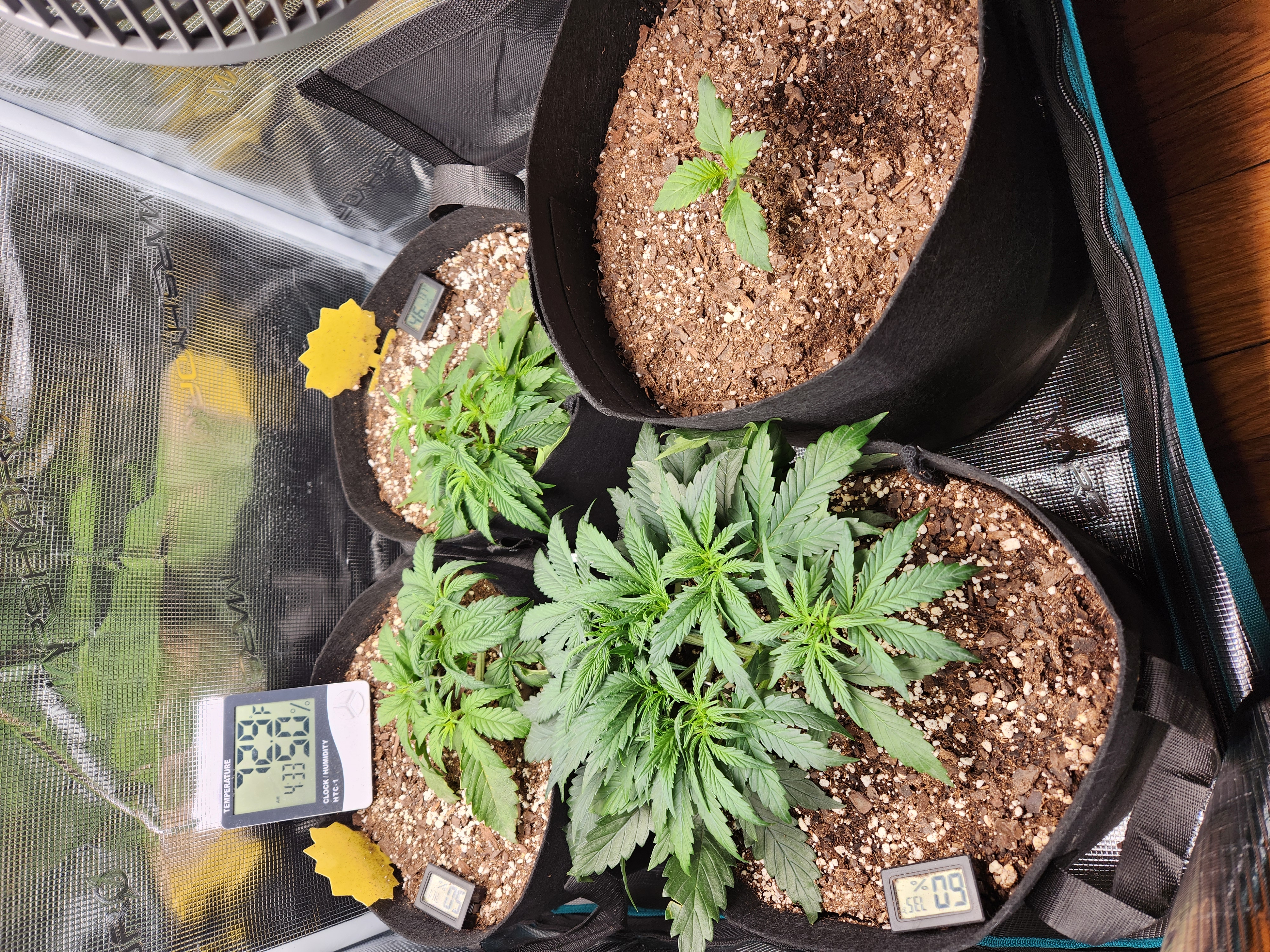 Autoflower grow. my first grow β vegetative, day 25