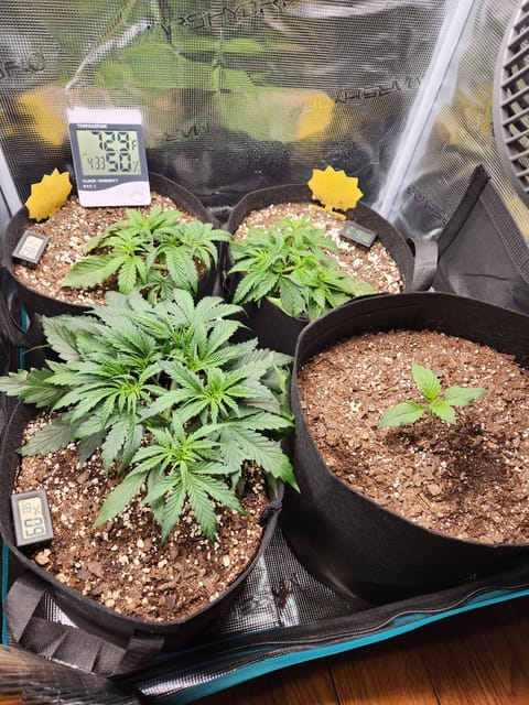 Autoflower grow. my first grow — vegetative, day 25