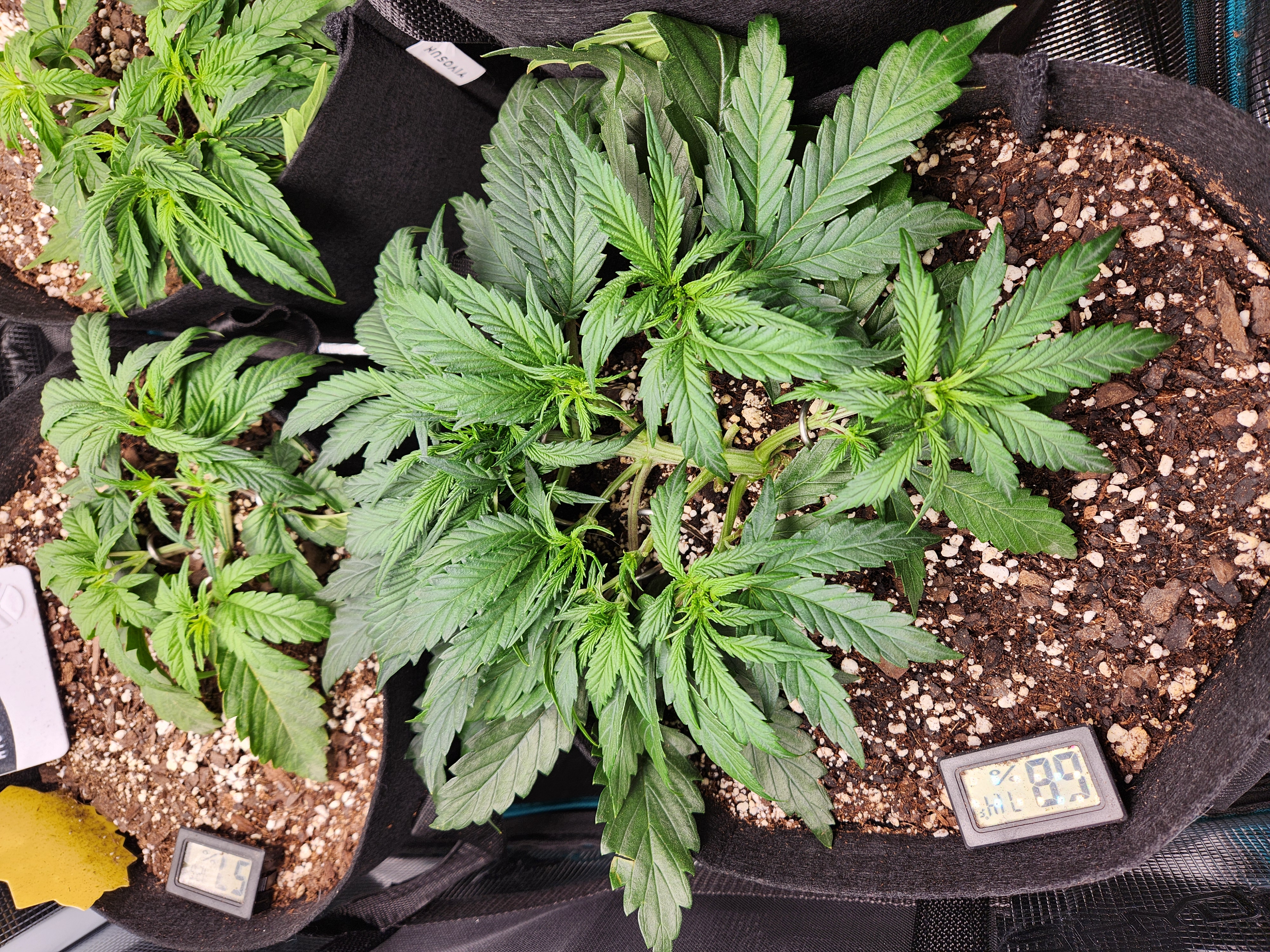 Autoflower grow. my first grow β vegetative, day 25