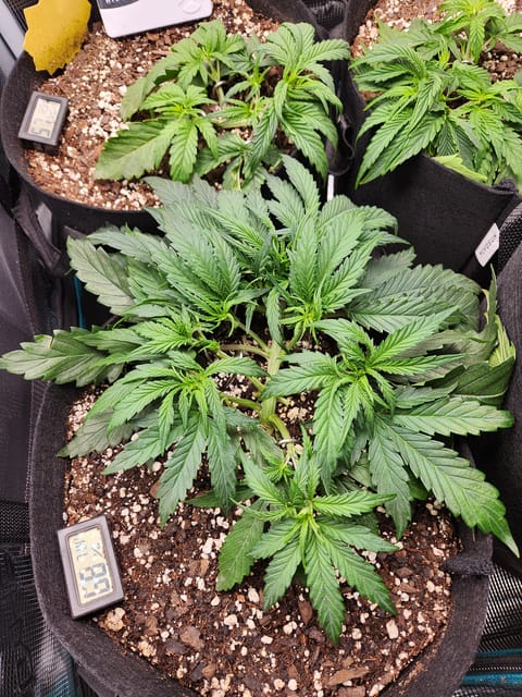 Autoflower grow. my first grow — vegetative, day 25