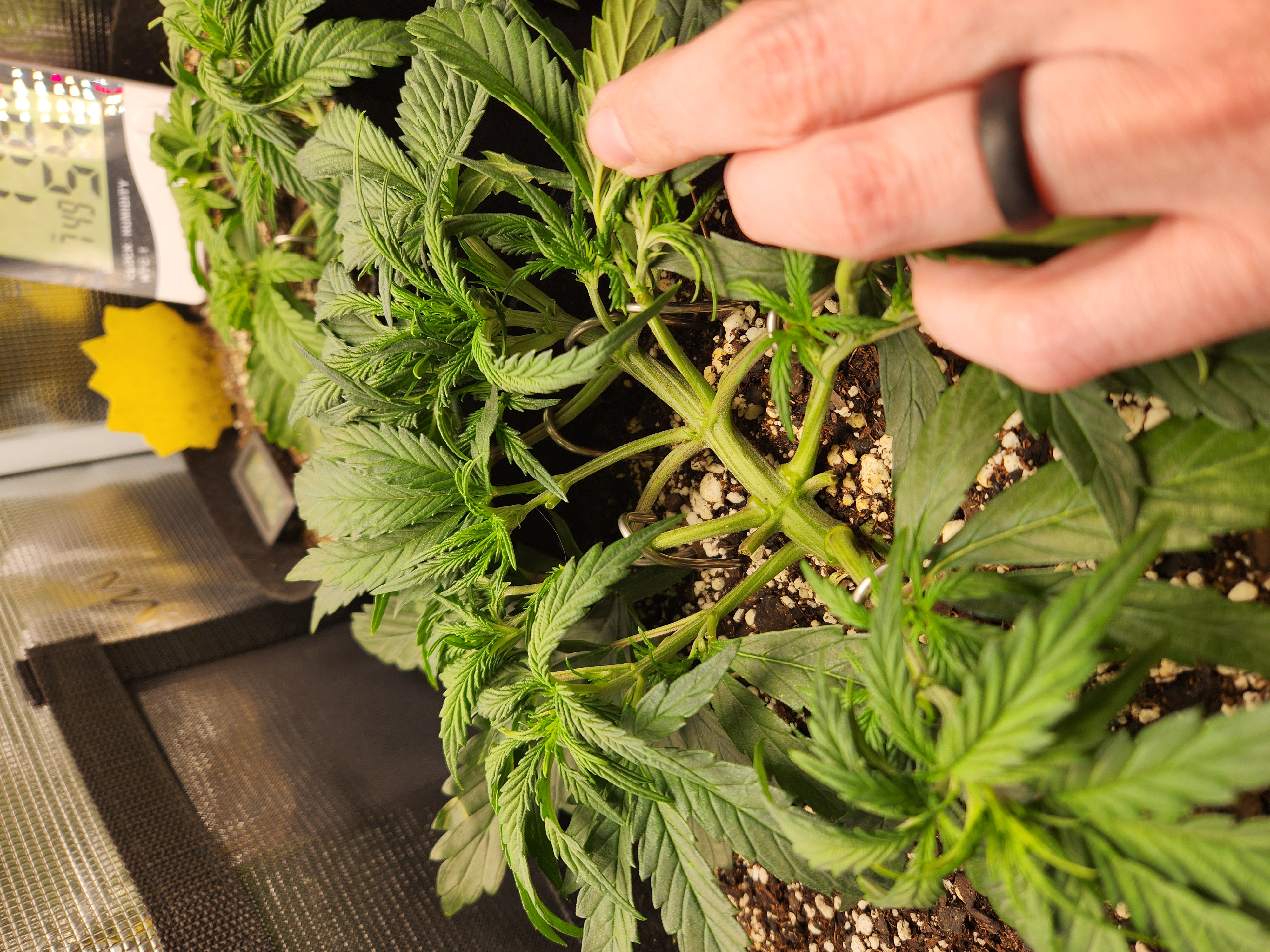 Autoflower grow. my first grow β vegetative, day 25