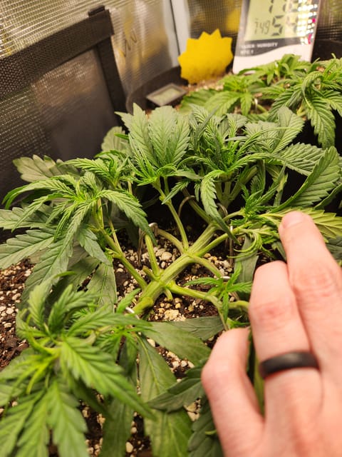 Autoflower grow. my first grow — vegetative, day 25