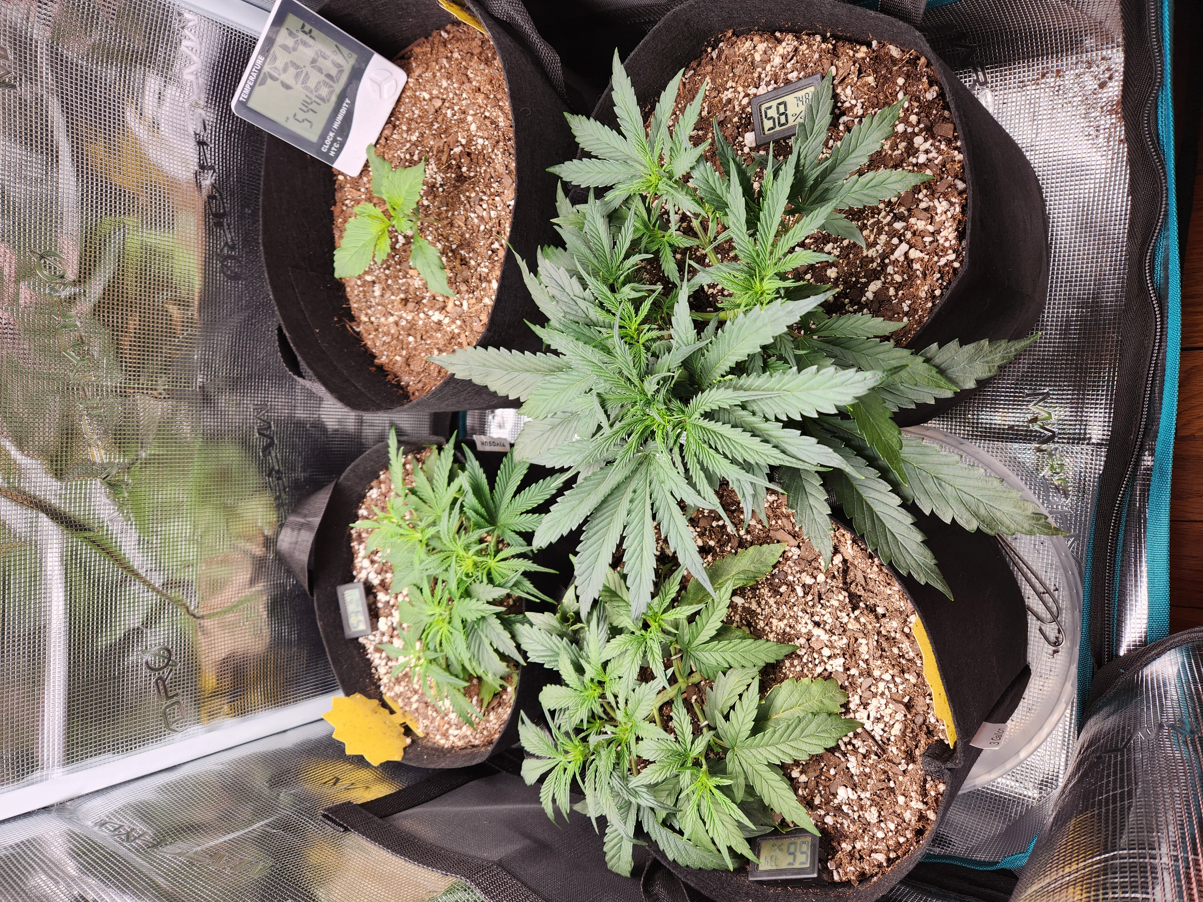 Autoflower grow. my first grow β vegetative, day 27