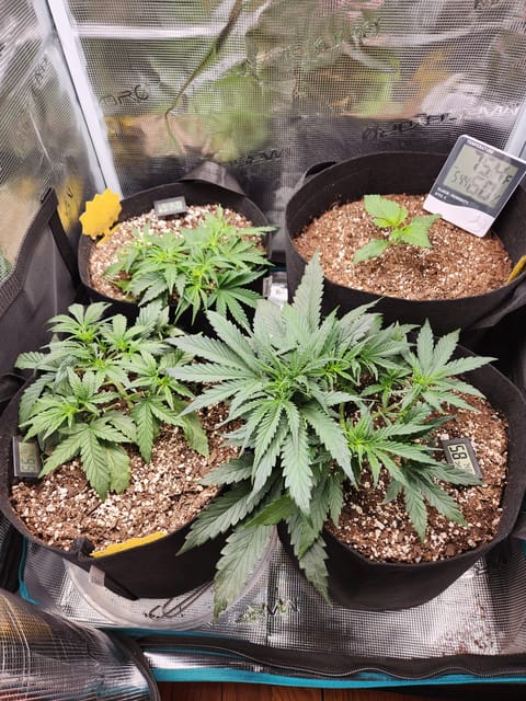 Autoflower grow. my first grow — vegetative, day 27