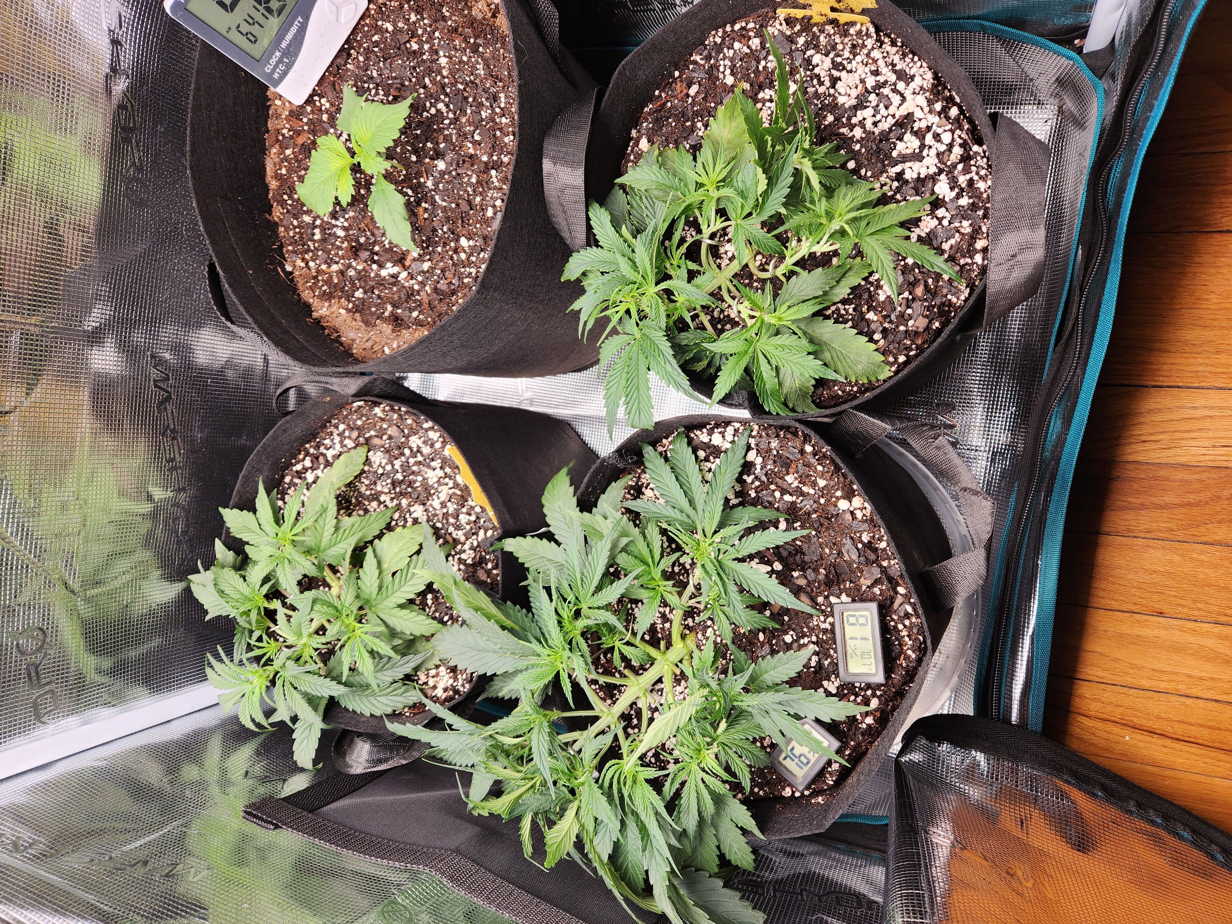 Autoflower grow. my first grow β vegetative, day 27