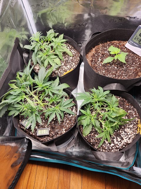Autoflower grow. my first grow — vegetative, day 27