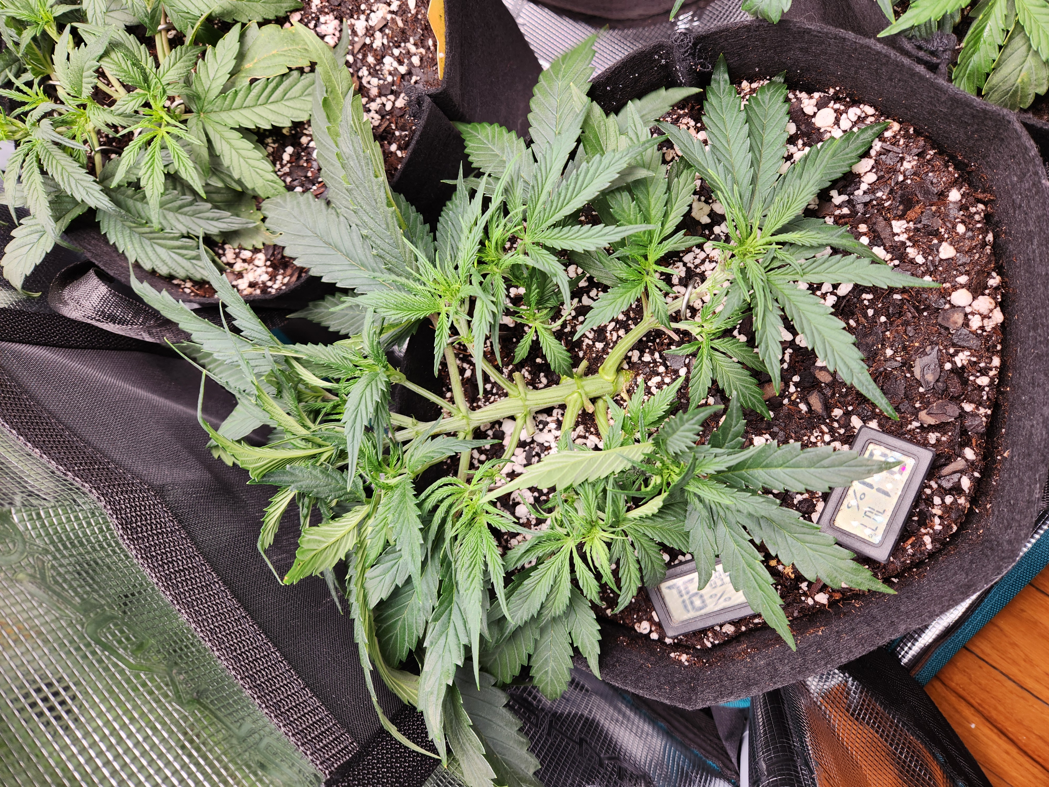Autoflower grow. my first grow β vegetative, day 27