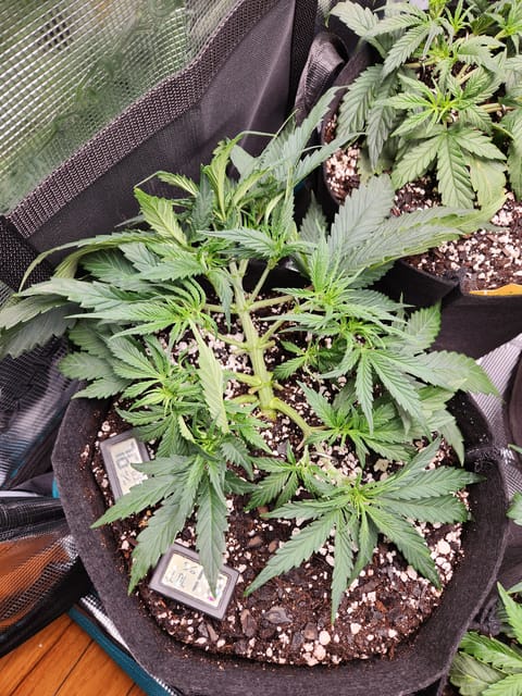 Autoflower grow. my first grow — vegetative, day 27