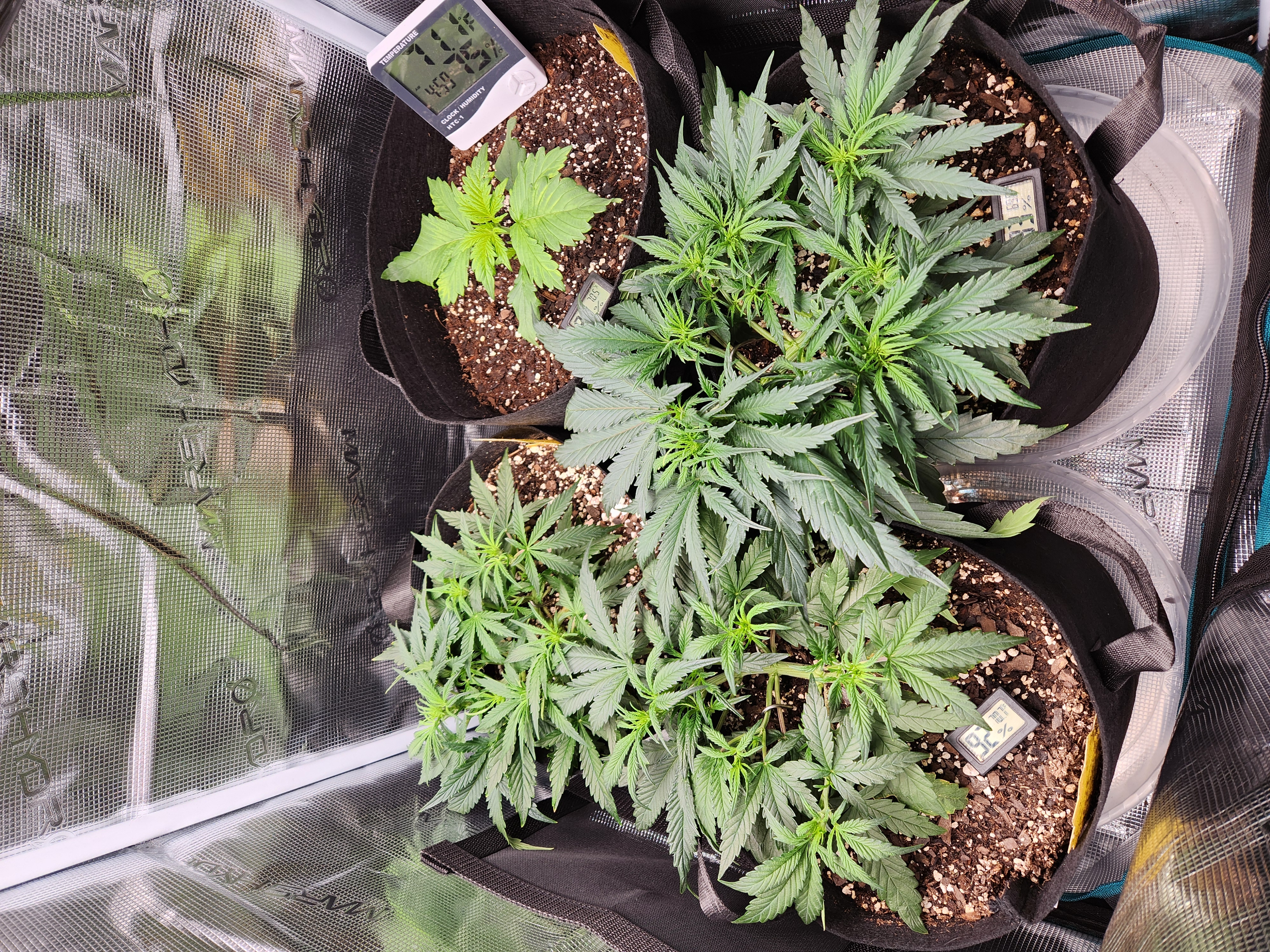 Autoflower grow. my first grow β vegetative, day 30