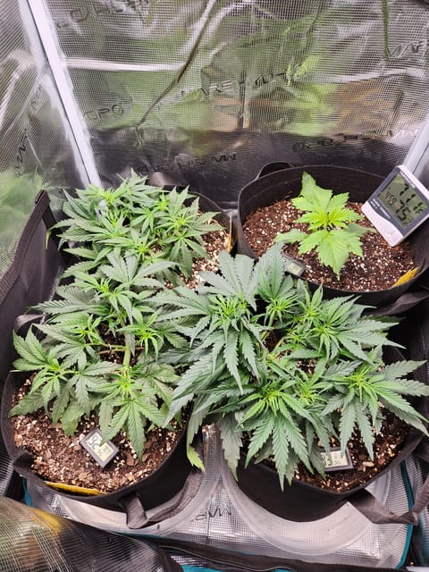Autoflower grow. my first grow — vegetative, day 30