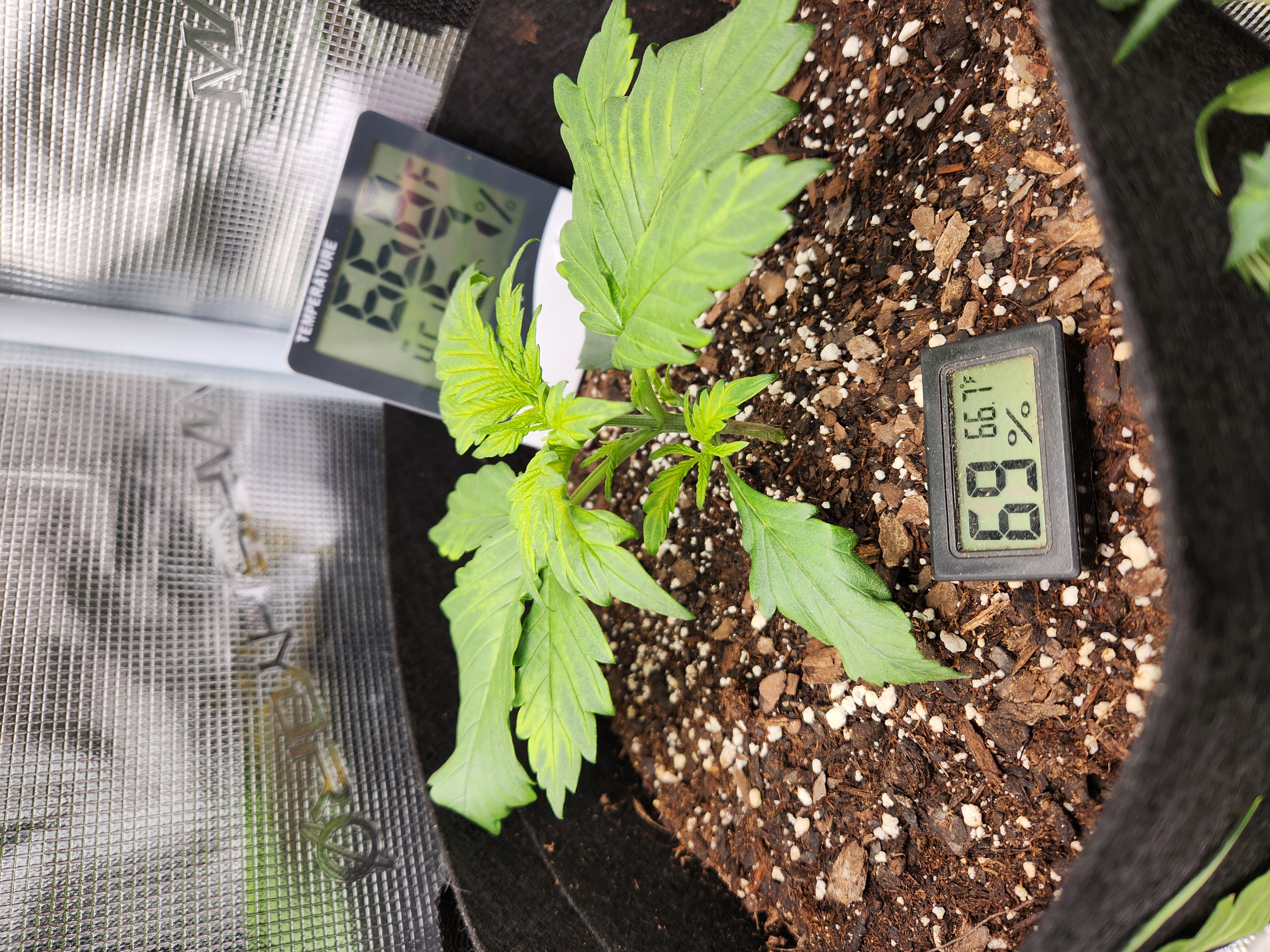 Autoflower grow. my first grow β vegetative, day 30