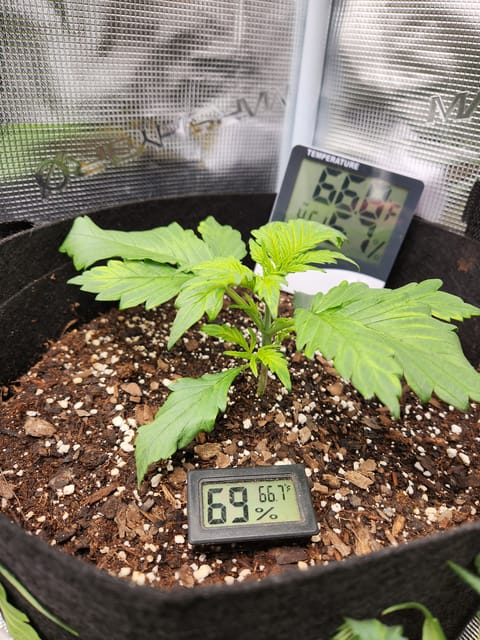 Autoflower grow. my first grow — vegetative, day 30