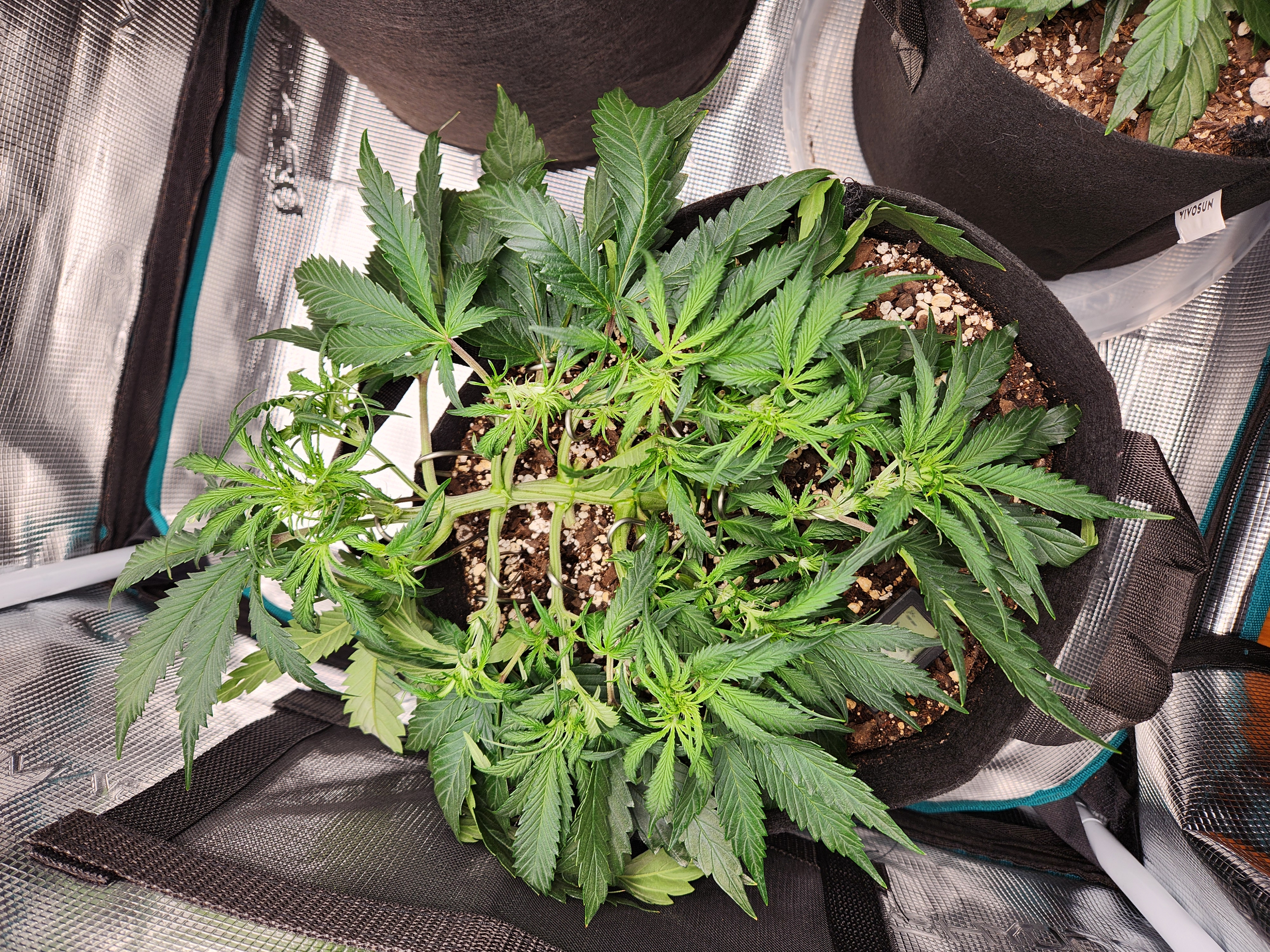 Autoflower grow. my first grow β vegetative, day 30