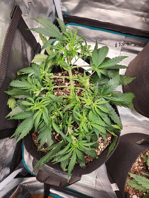 Autoflower grow. my first grow — vegetative, day 30