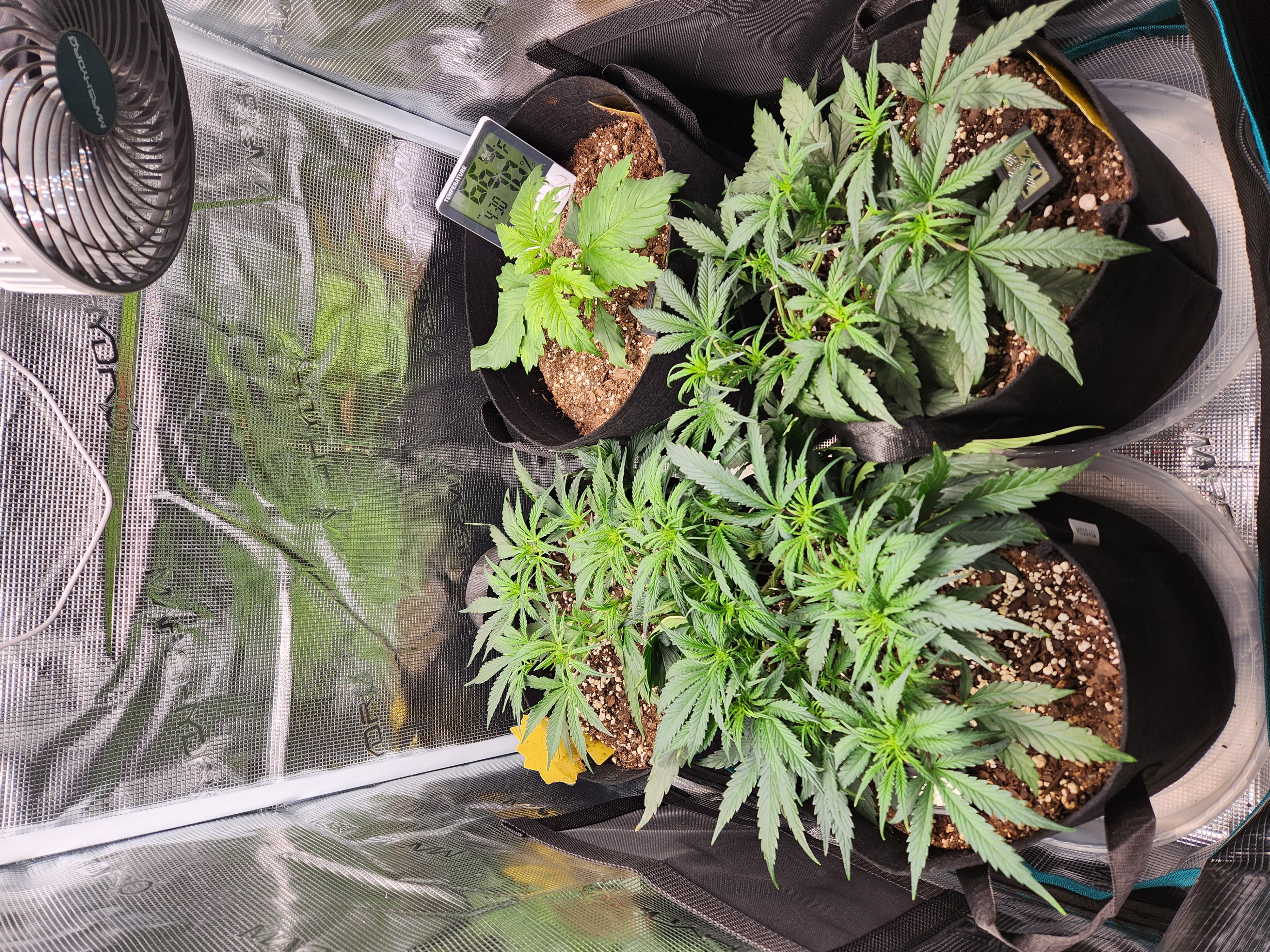 Autoflower grow. my first grow β vegetative, day 32
