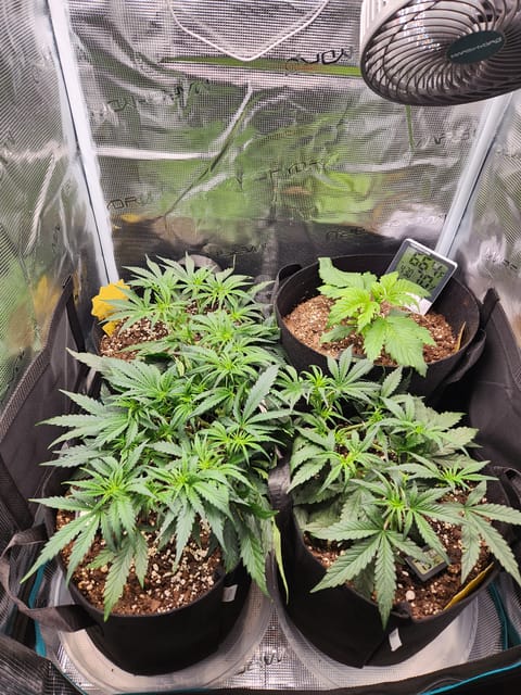 Autoflower grow. my first grow — vegetative, day 32