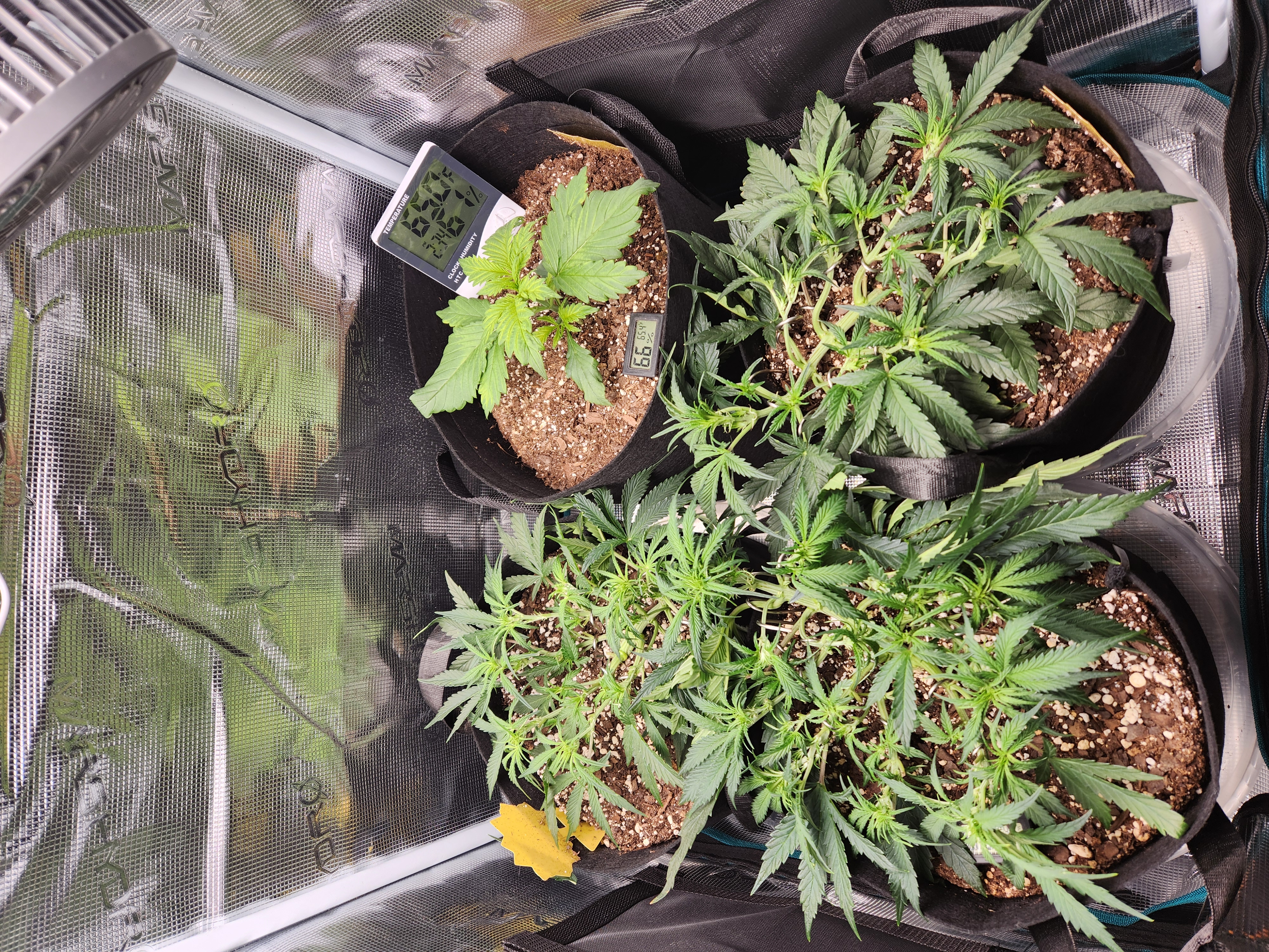 Autoflower grow. my first grow β vegetative, day 32