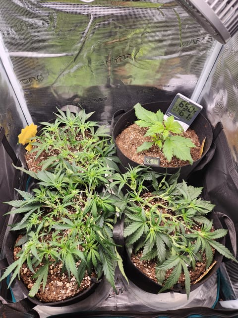Autoflower grow. my first grow — vegetative, day 32