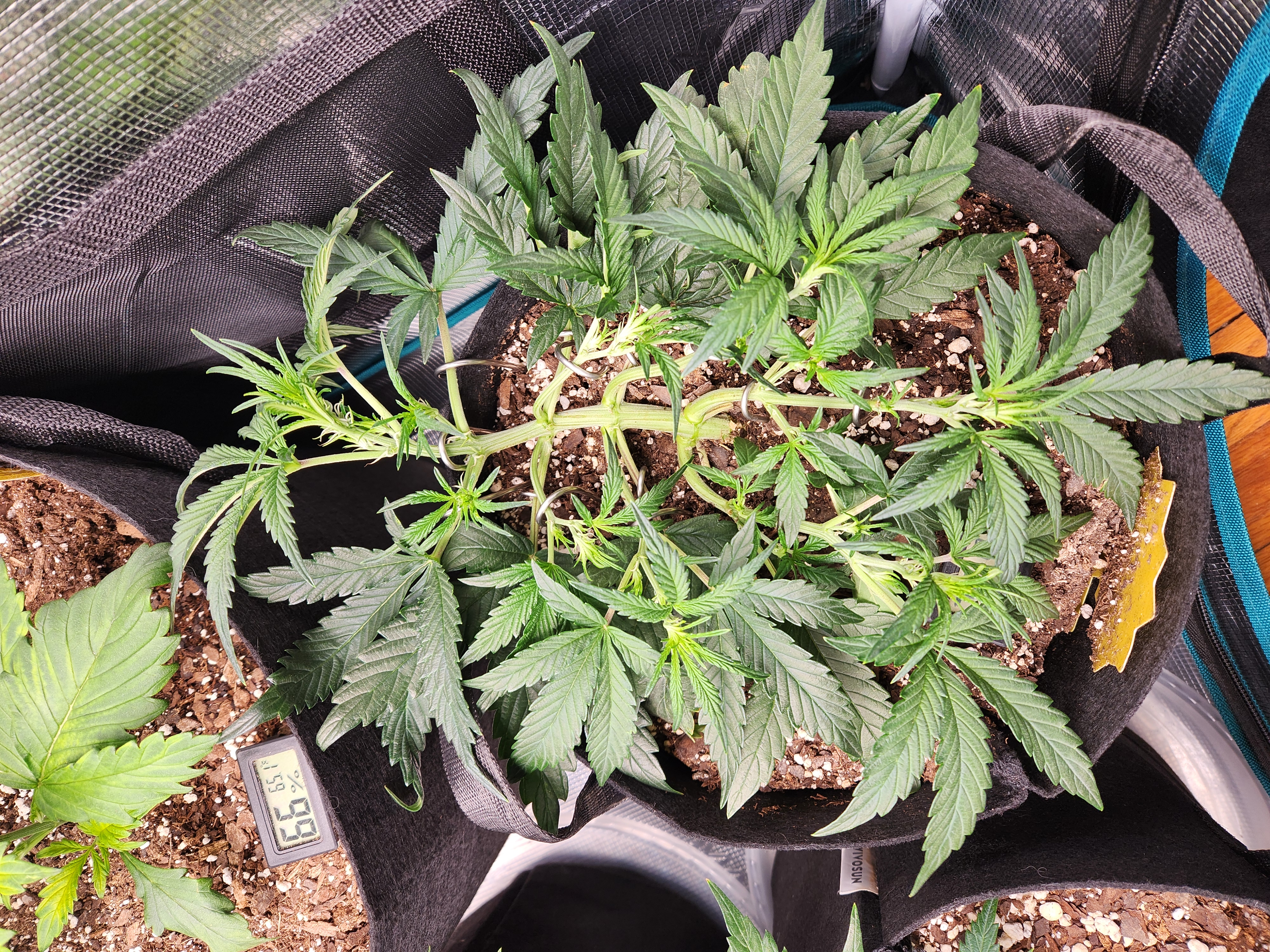 Autoflower grow. my first grow β vegetative, day 32