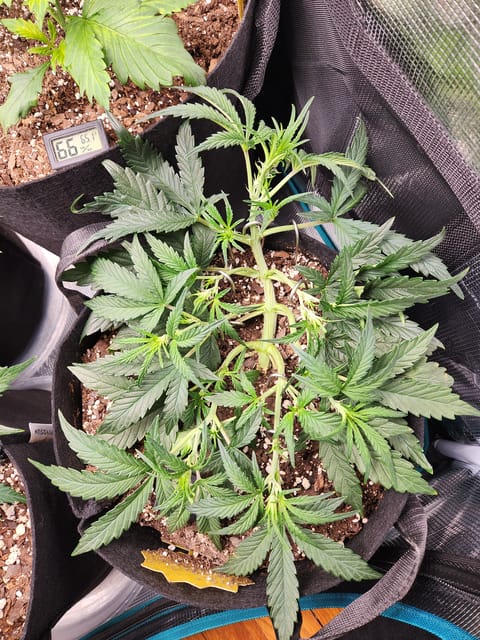 Autoflower grow. my first grow — vegetative, day 32