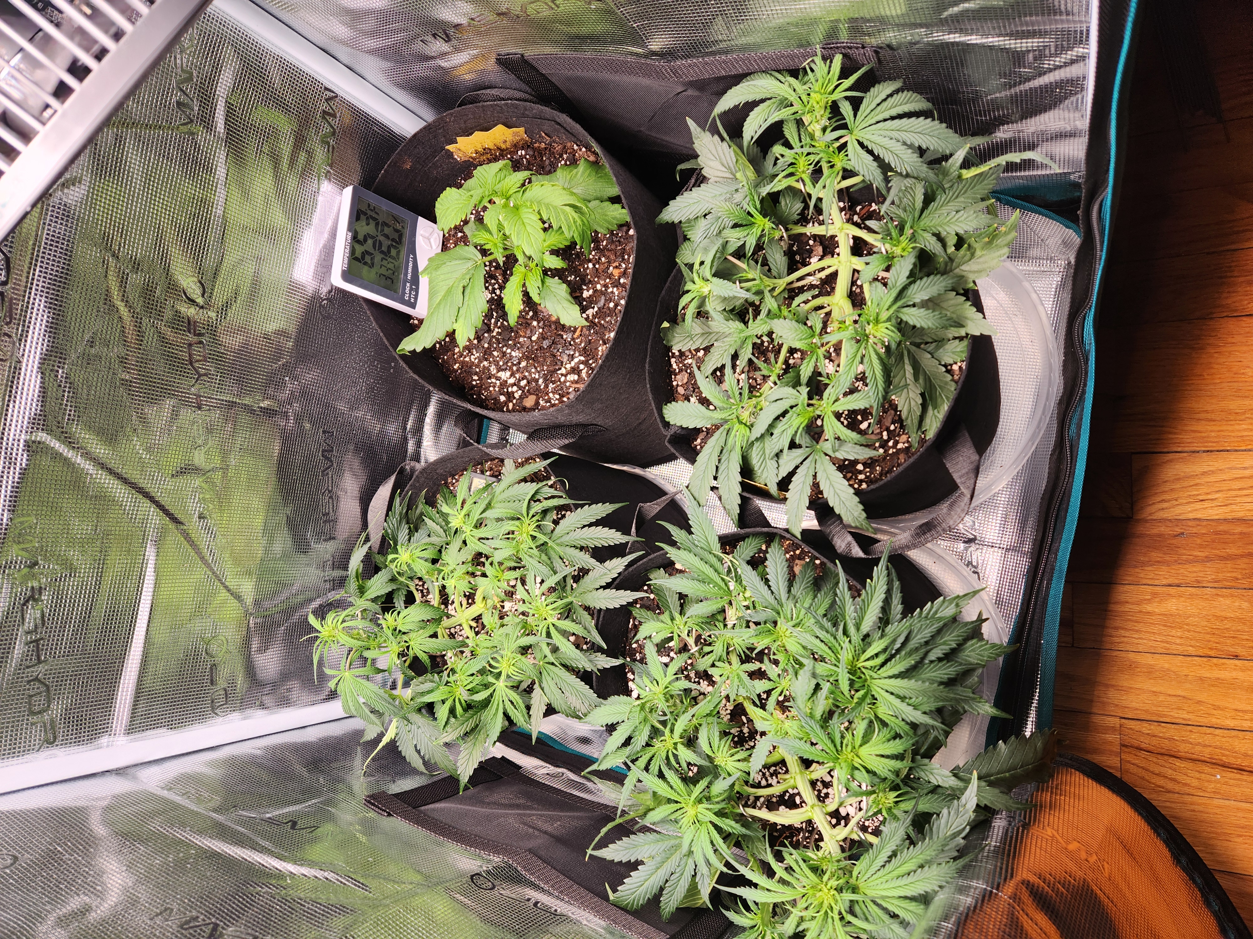 Autoflower grow. my first grow β vegetative, day 33