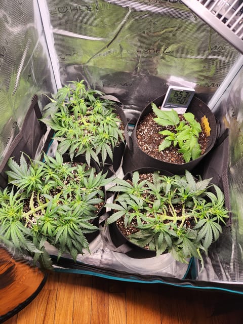 Autoflower grow. my first grow — vegetative, day 33