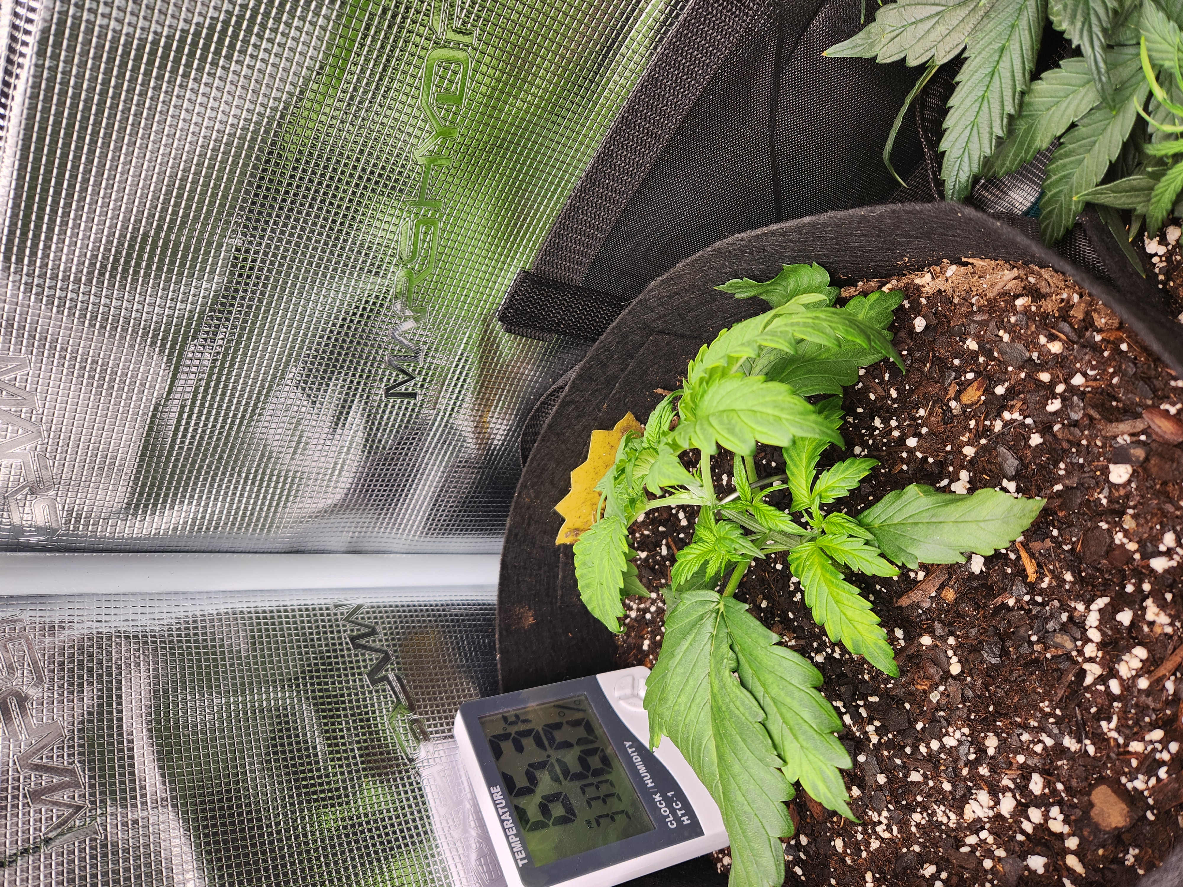 Autoflower grow. my first grow β vegetative, day 33