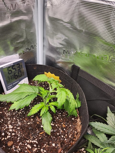 Autoflower grow. my first grow — vegetative, day 33