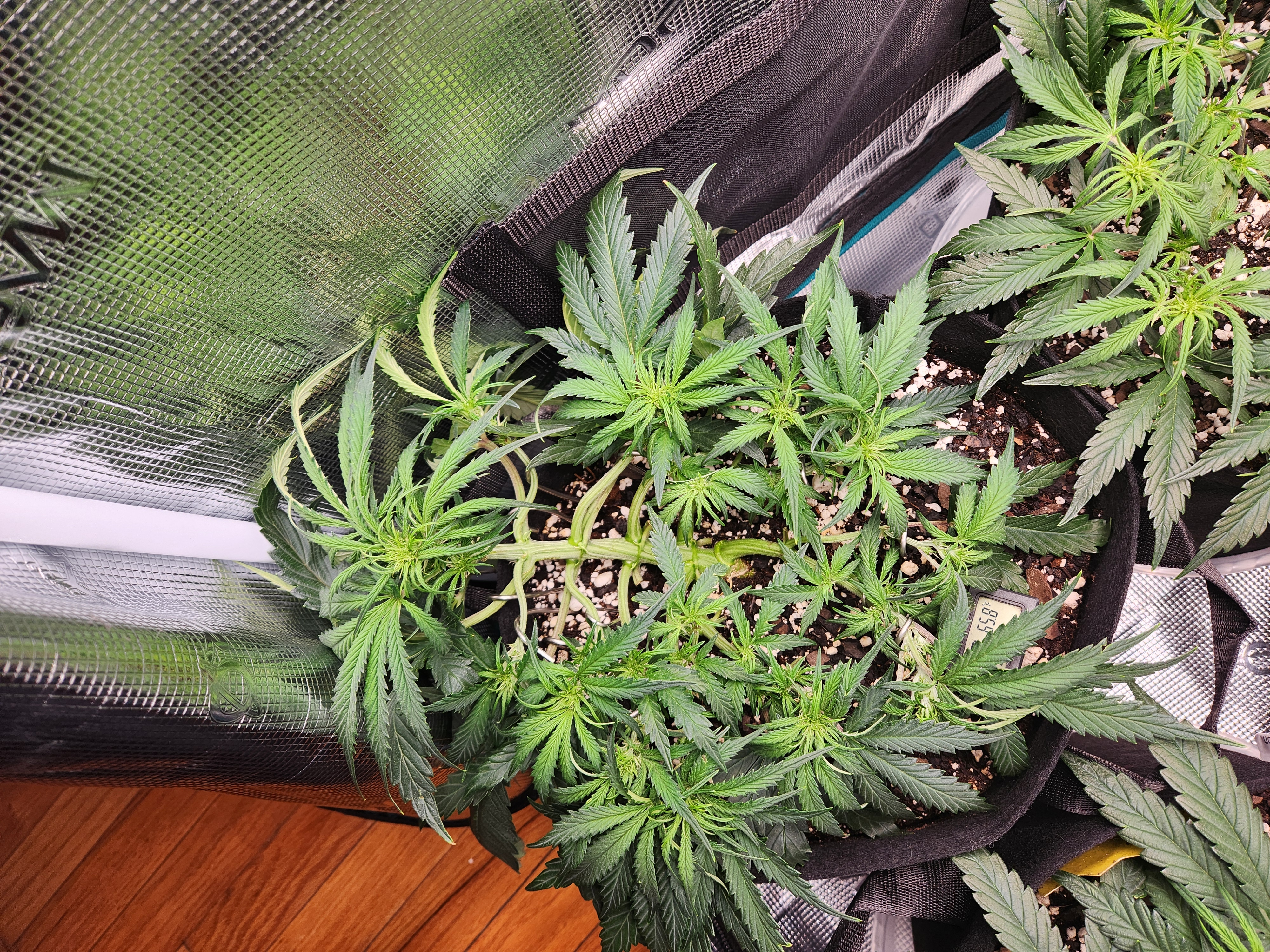 Autoflower grow. my first grow β vegetative, day 33