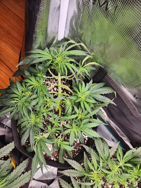 Autoflower grow. my first grow — vegetative, day 33