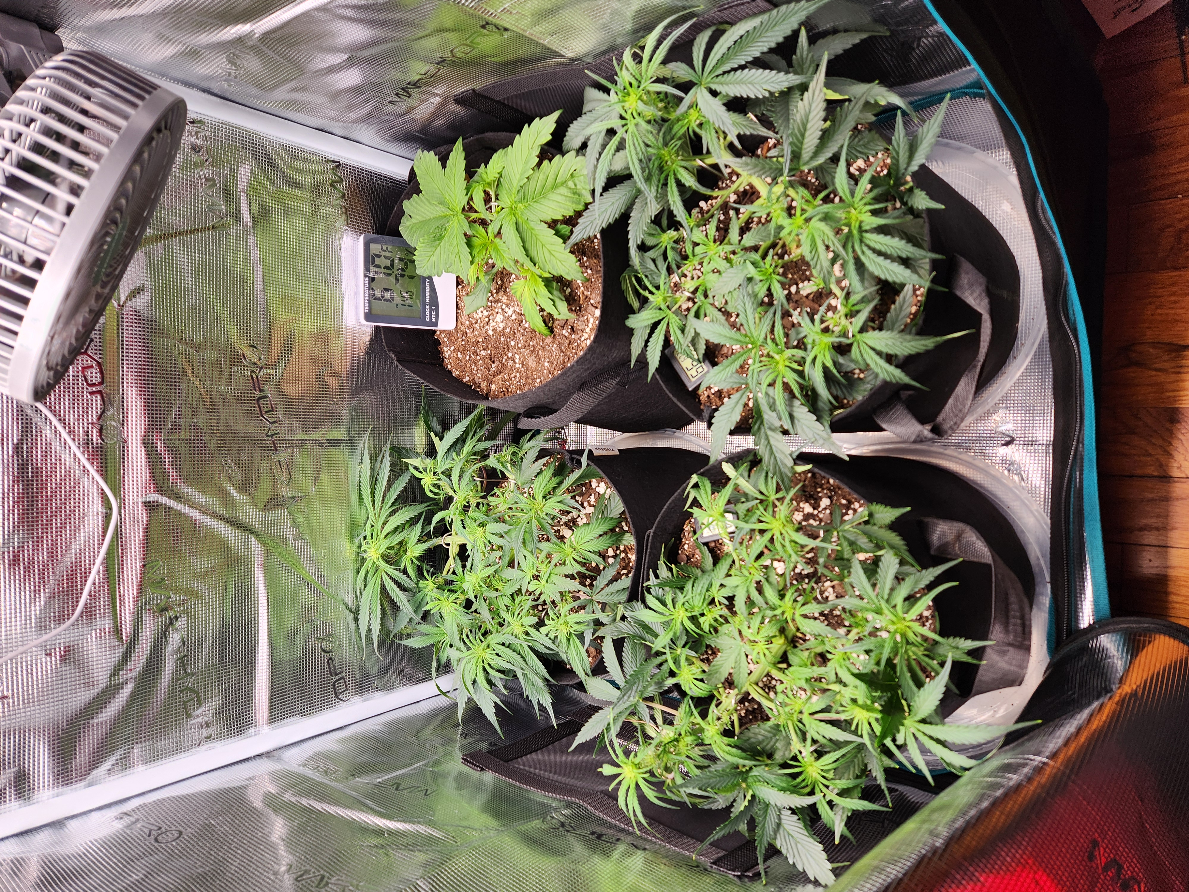 Autoflower grow. my first grow β vegetative, day 36
