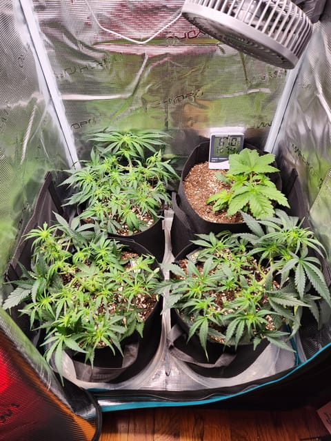 Autoflower grow. my first grow — vegetative, day 36