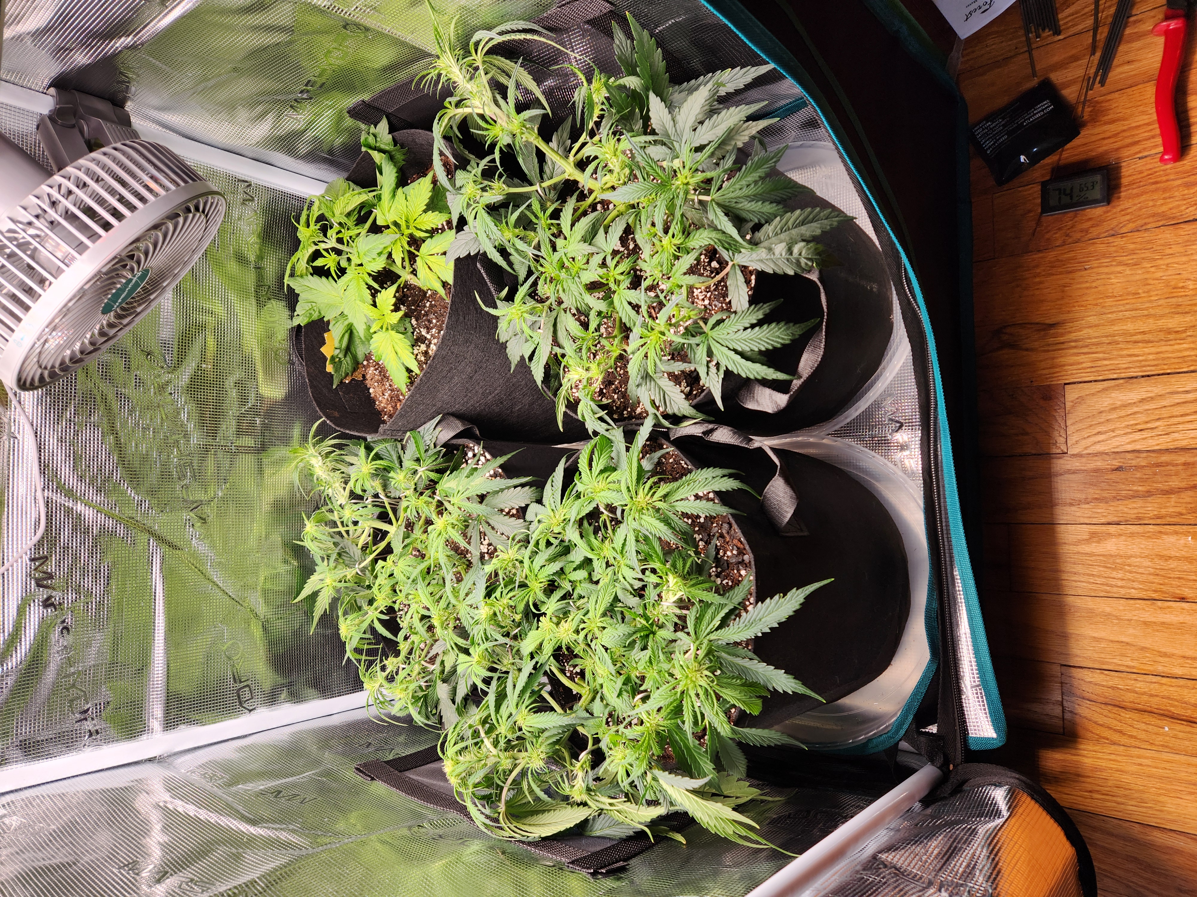 Autoflower grow. my first grow β vegetative, day 37