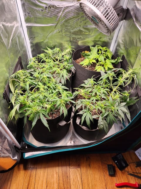 Autoflower grow. my first grow — vegetative, day 37