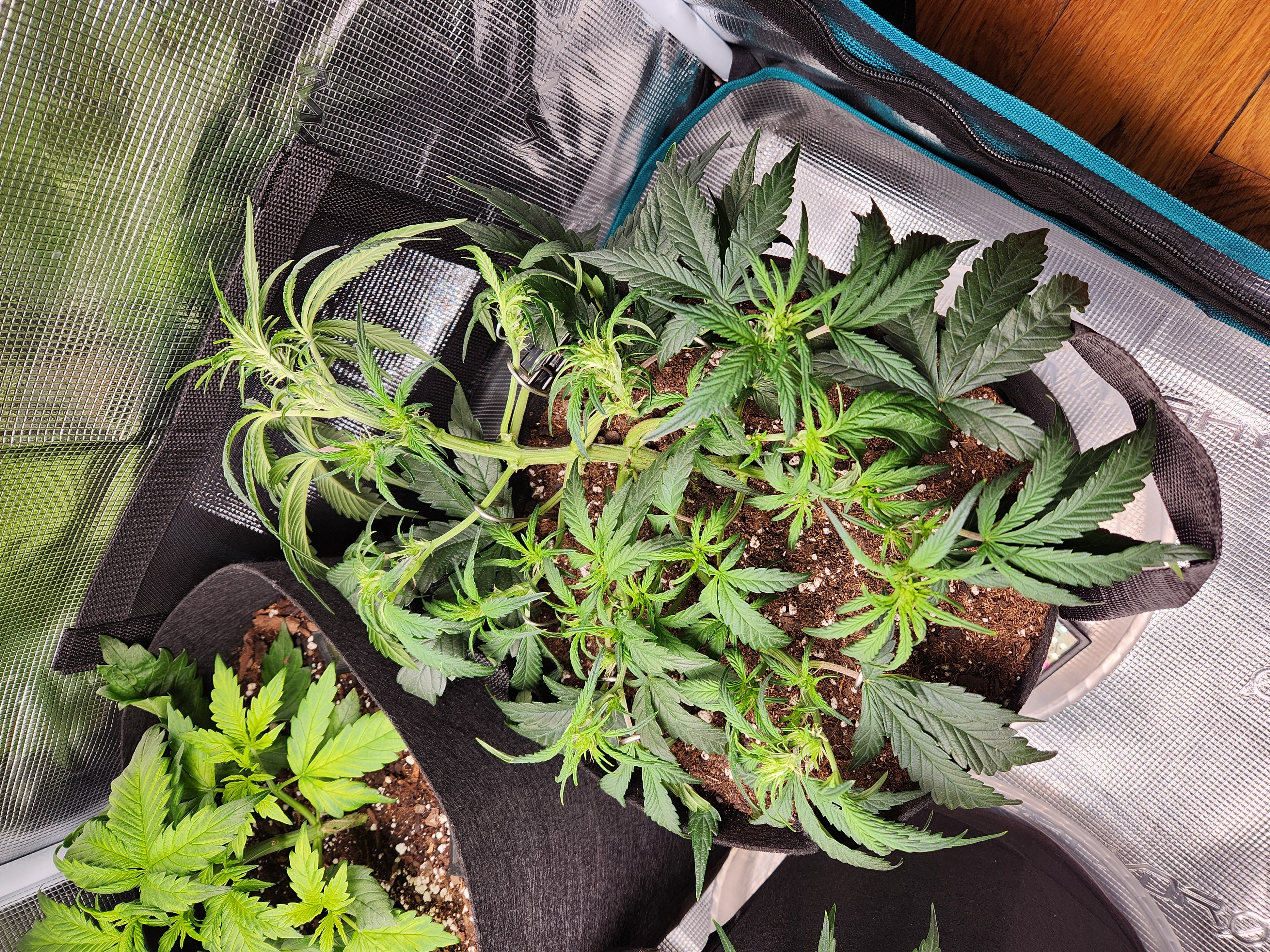 Autoflower grow. my first grow β vegetative, day 37