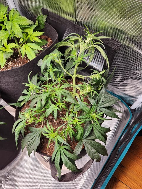 Autoflower grow. my first grow — vegetative, day 37