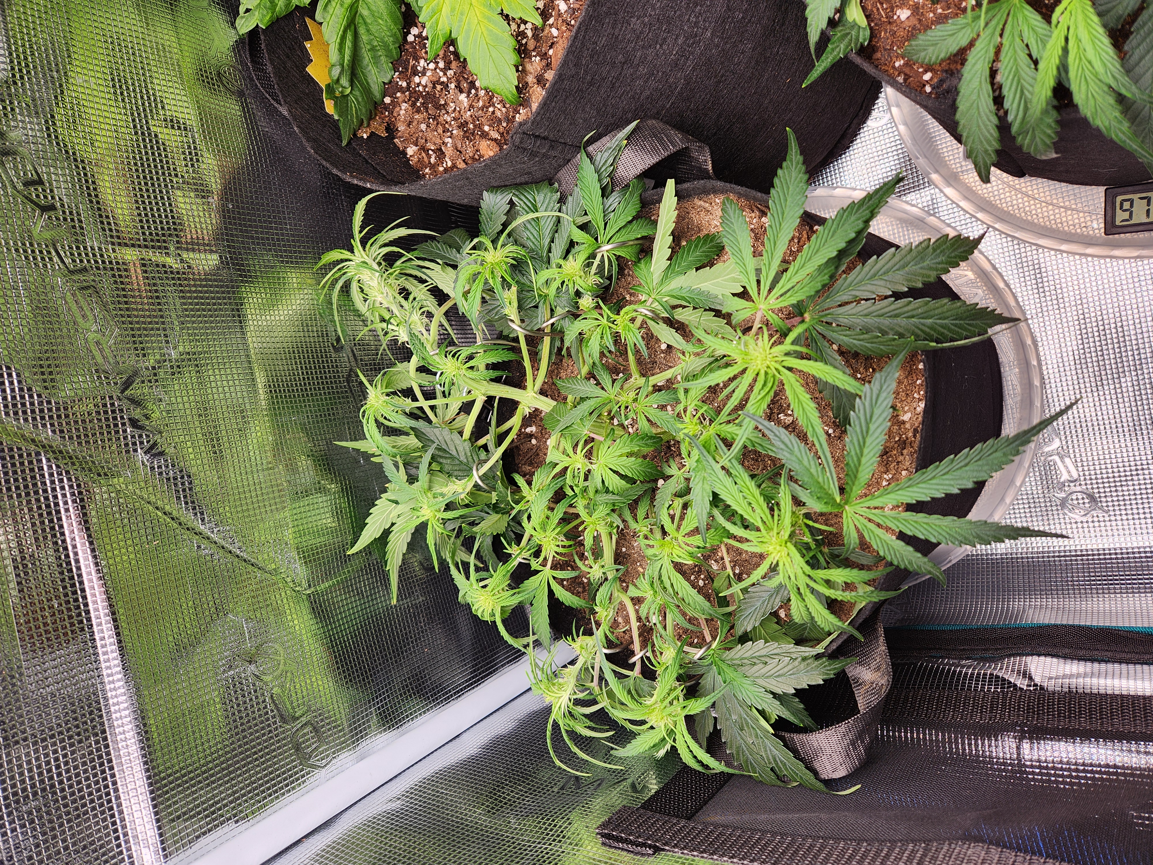 Autoflower grow. my first grow β vegetative, day 37