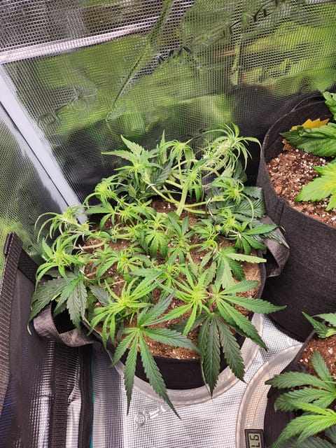 Autoflower grow. my first grow — vegetative, day 37