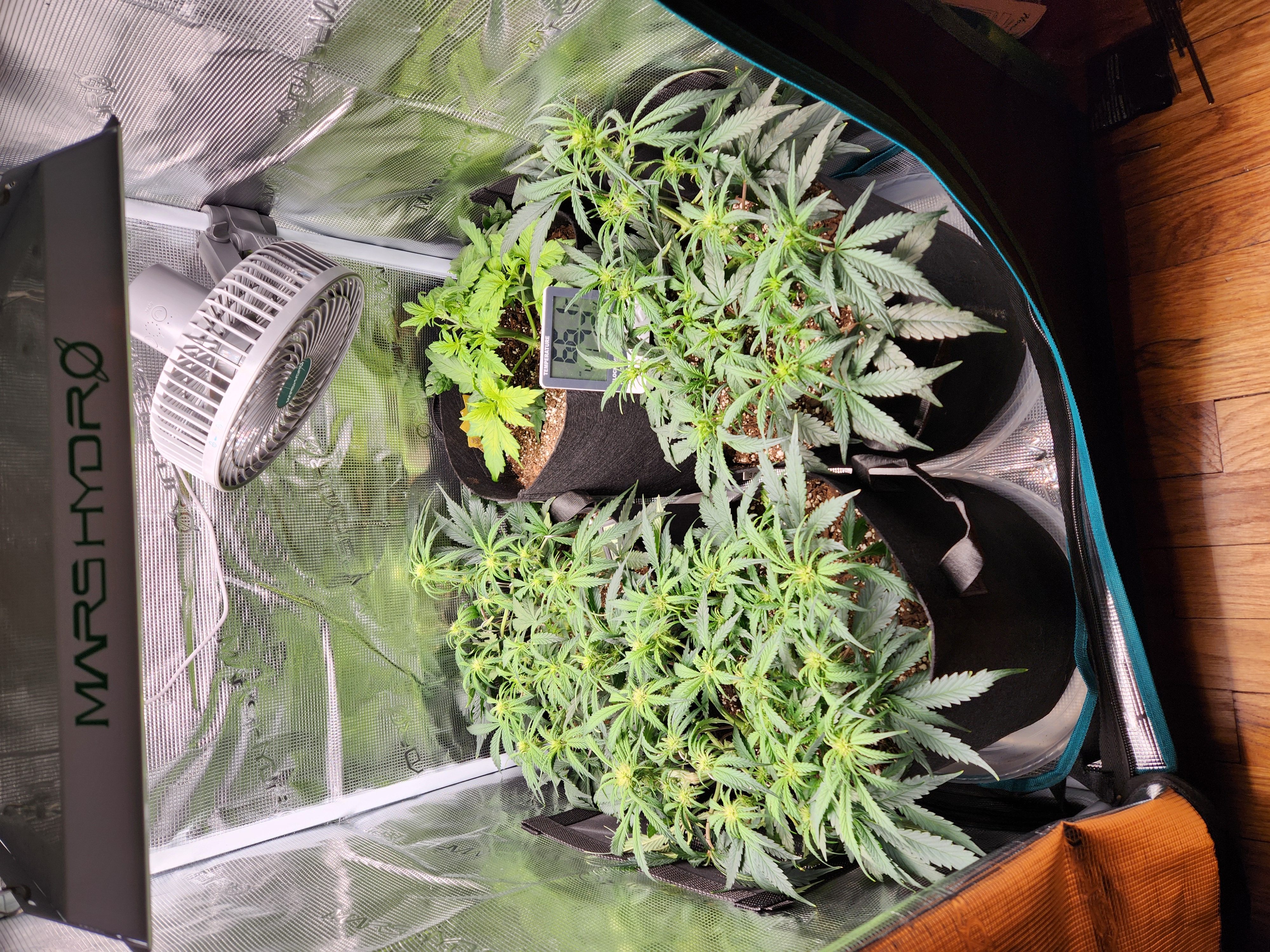 Autoflower grow. my first grow β flower, day 39