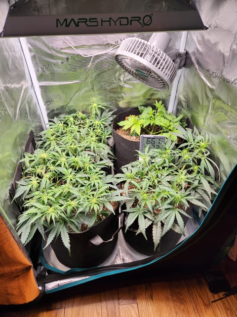 Autoflower grow. my first grow — flower, day 39