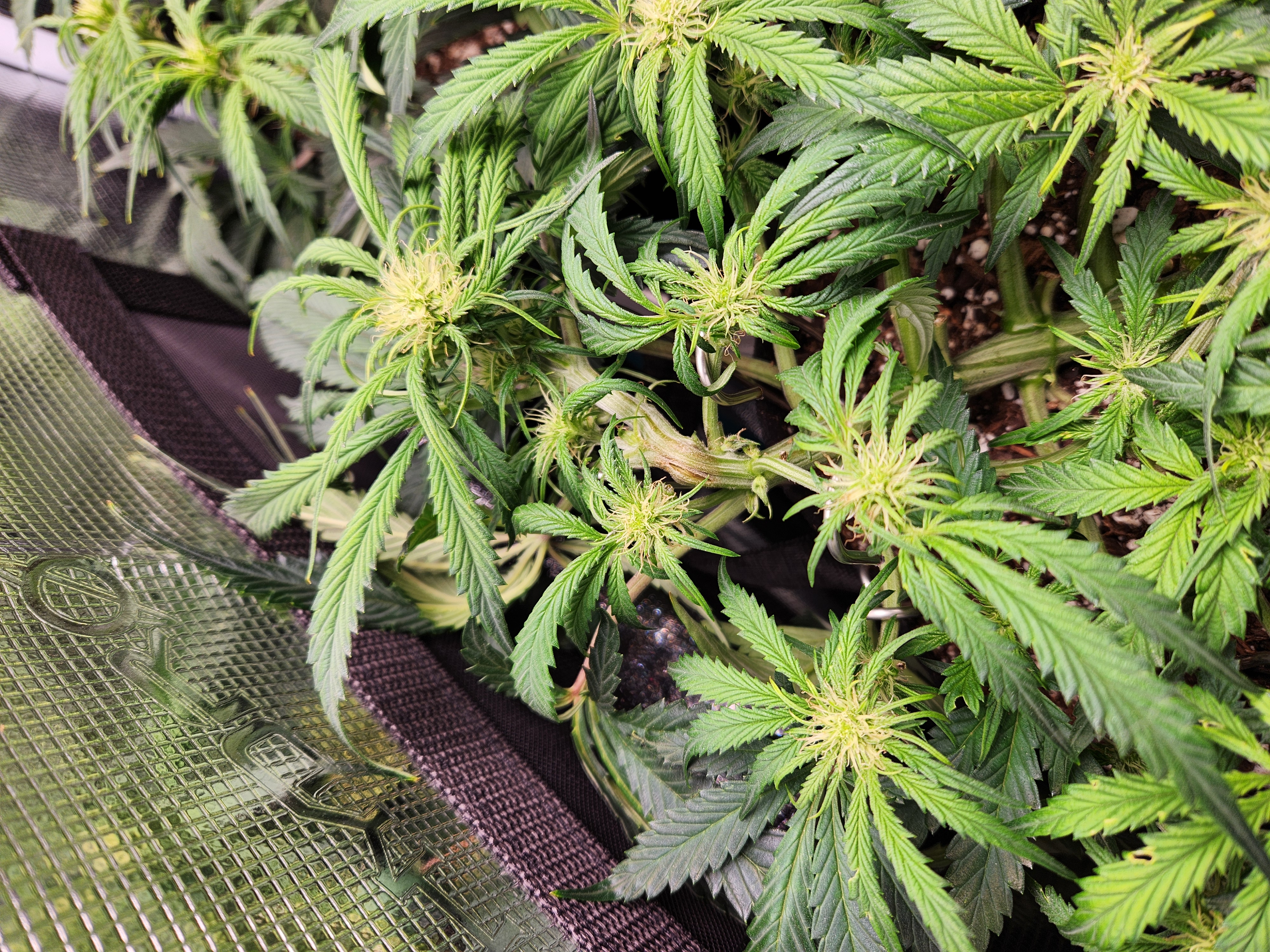 Autoflower grow. my first grow β flower, day 39