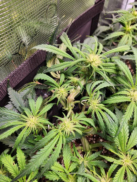 Autoflower grow. my first grow — flower, day 39