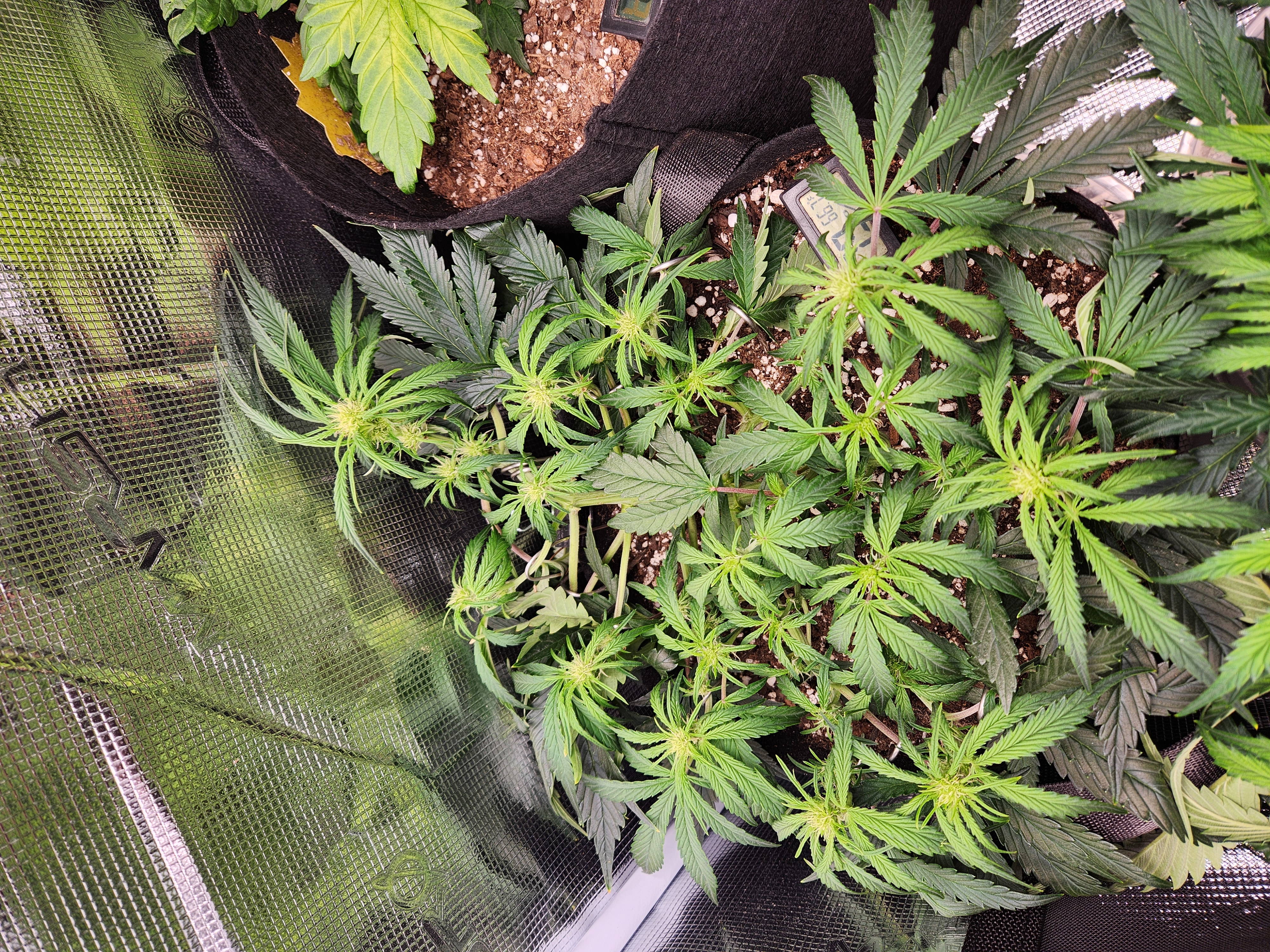 Autoflower grow. my first grow β flower, day 39