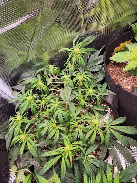 Autoflower grow. my first grow — flower, day 39