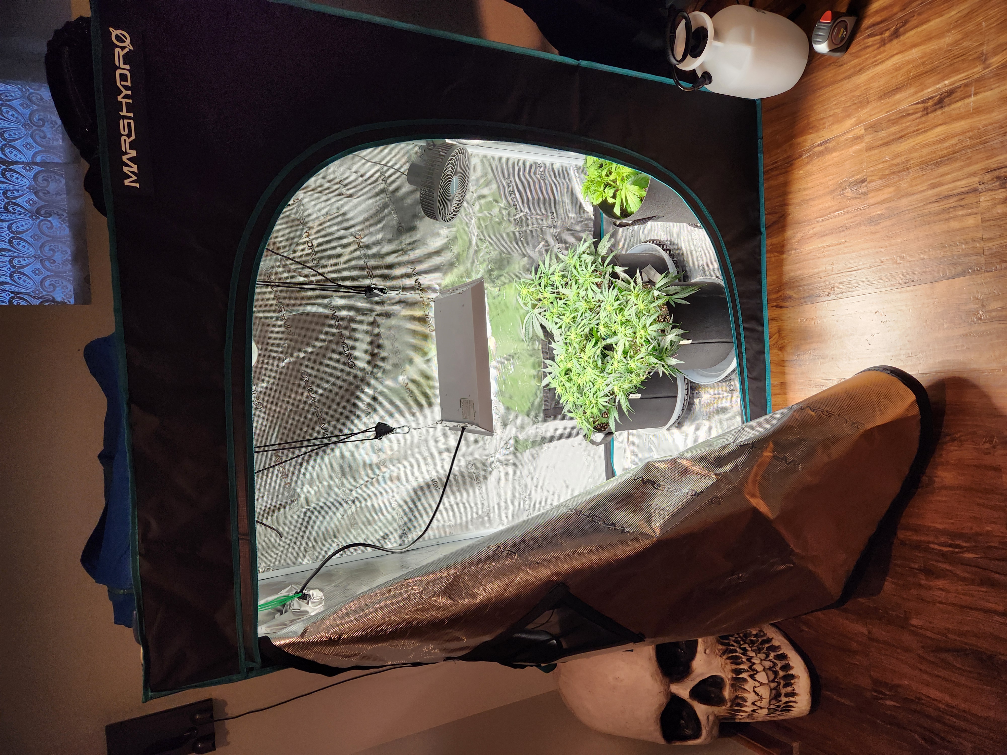 Autoflower grow. my first grow β flower, day 40