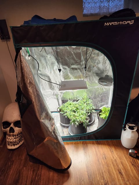 Autoflower grow. my first grow — flower, day 40